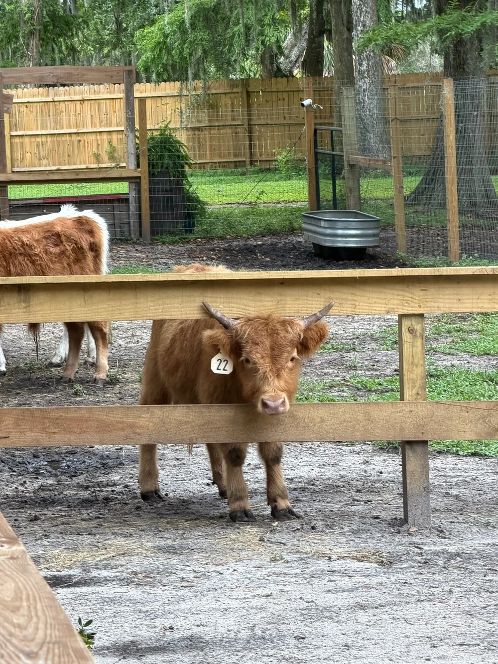 Young Highland cow looking through a fence