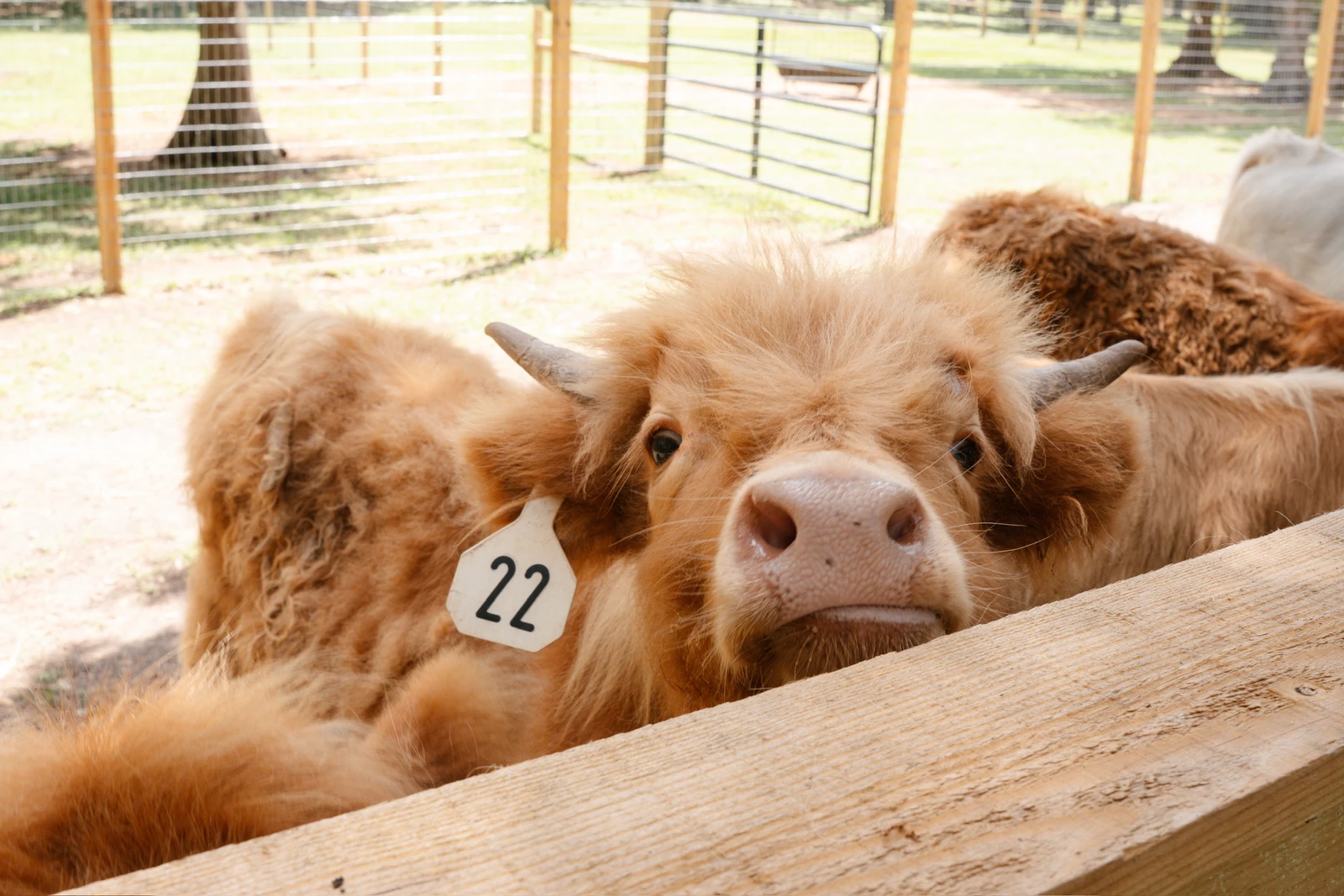 Friendly Highland cow looking over a wooden fence