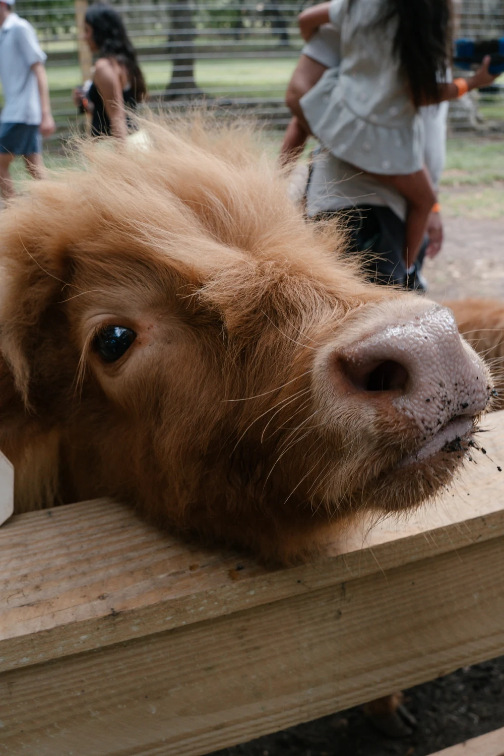 Close-up of a gentle Highland cow