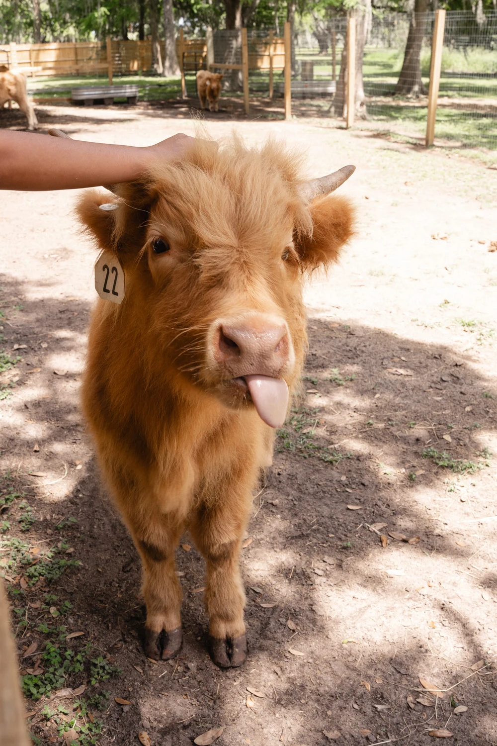 Playful Highland cow sticking out its tongue