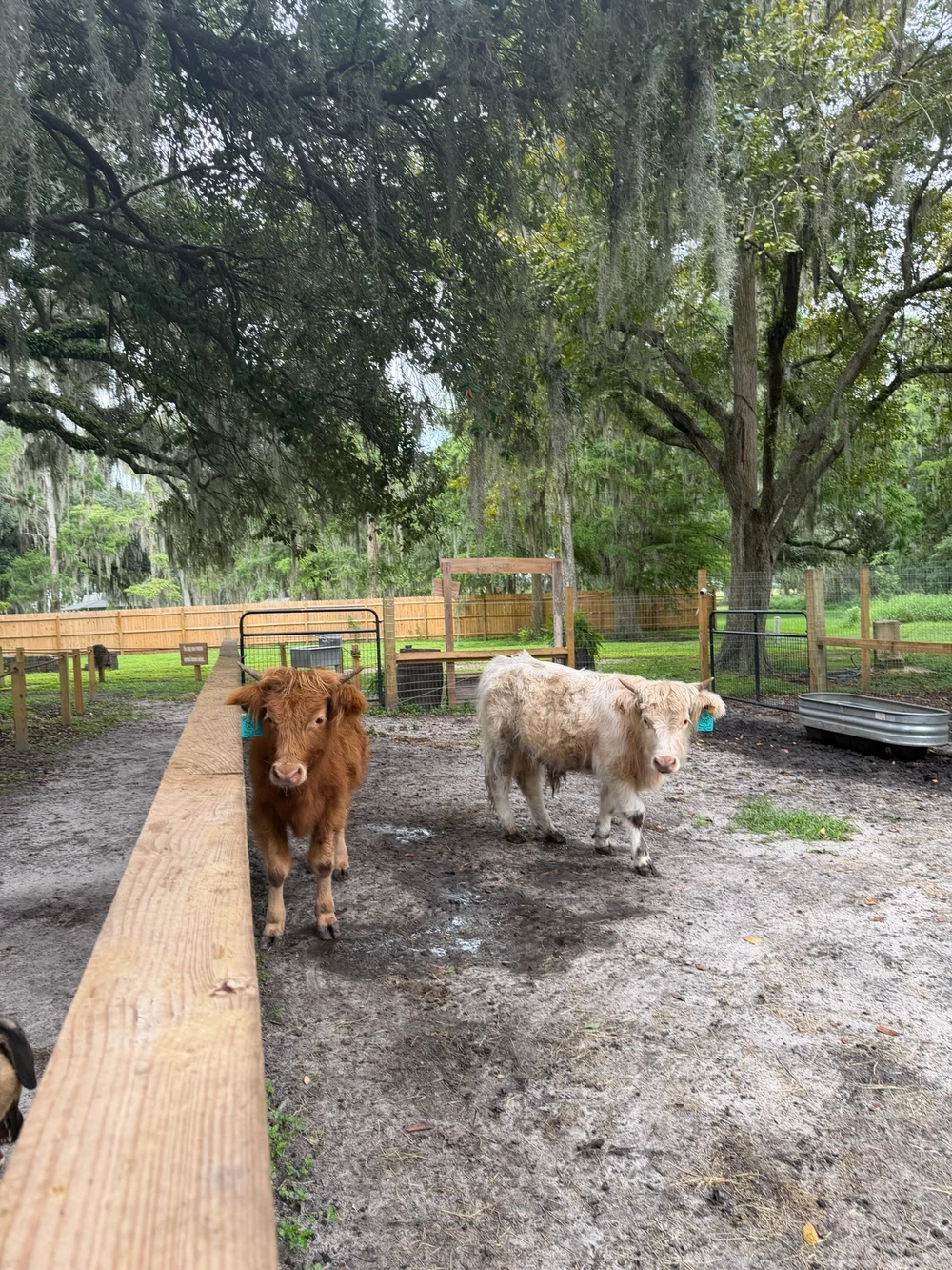 Highland cows walking through Mini Moo Land